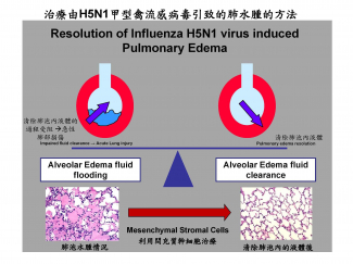 圖片顯示使用間充質幹細胞可有效治療肺泡水腫。